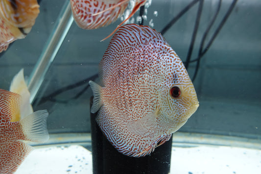 Panthera Discus