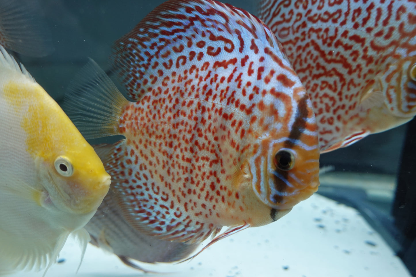Ring Leopard Discus