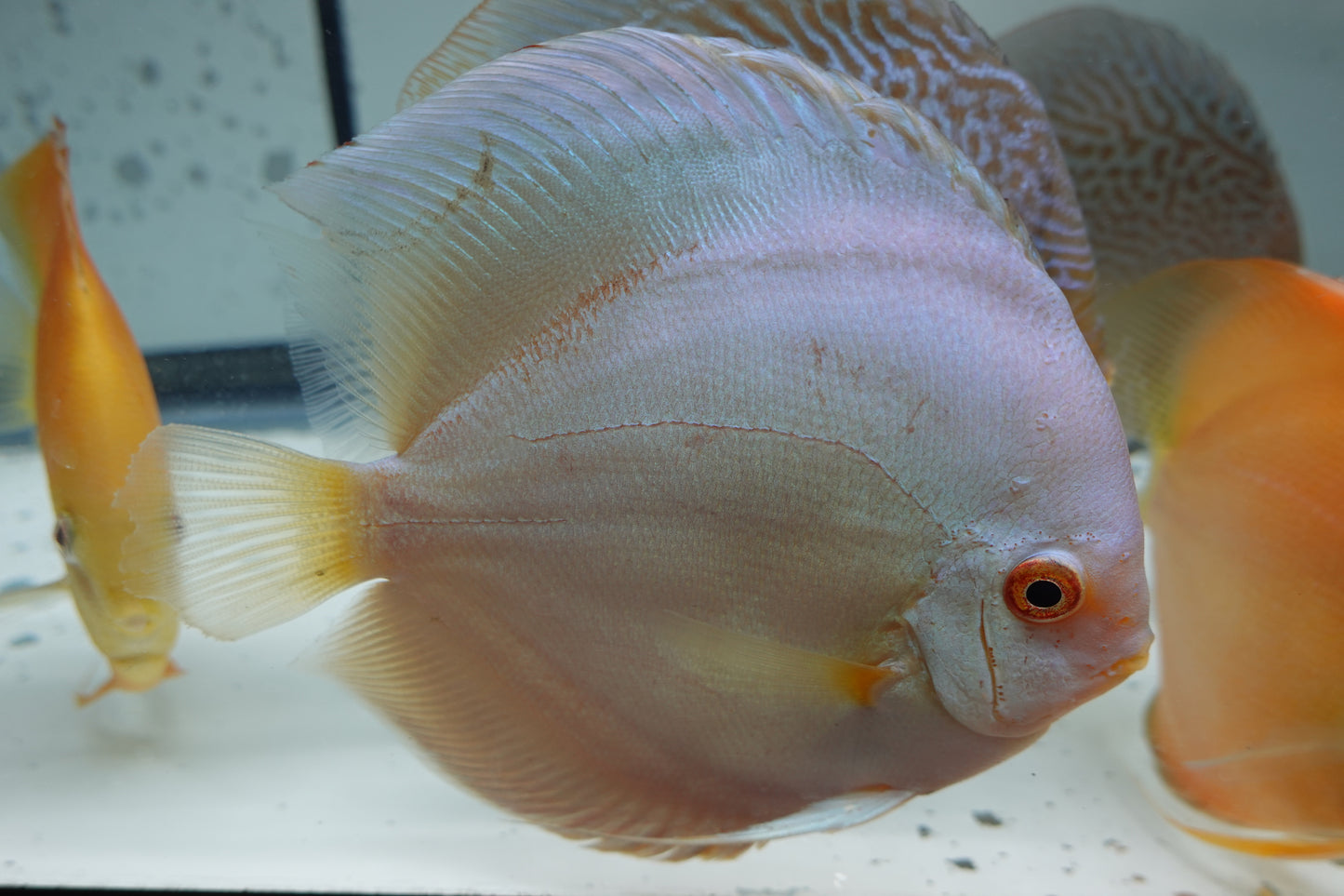 Blue Diamond Discus