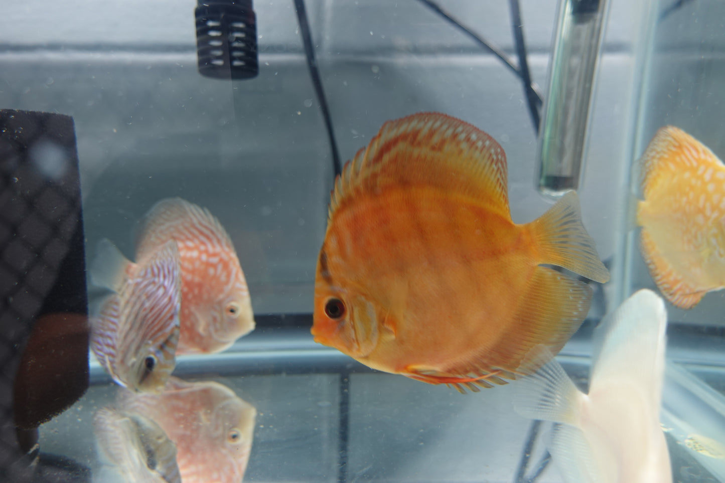 Wild Cross Discus