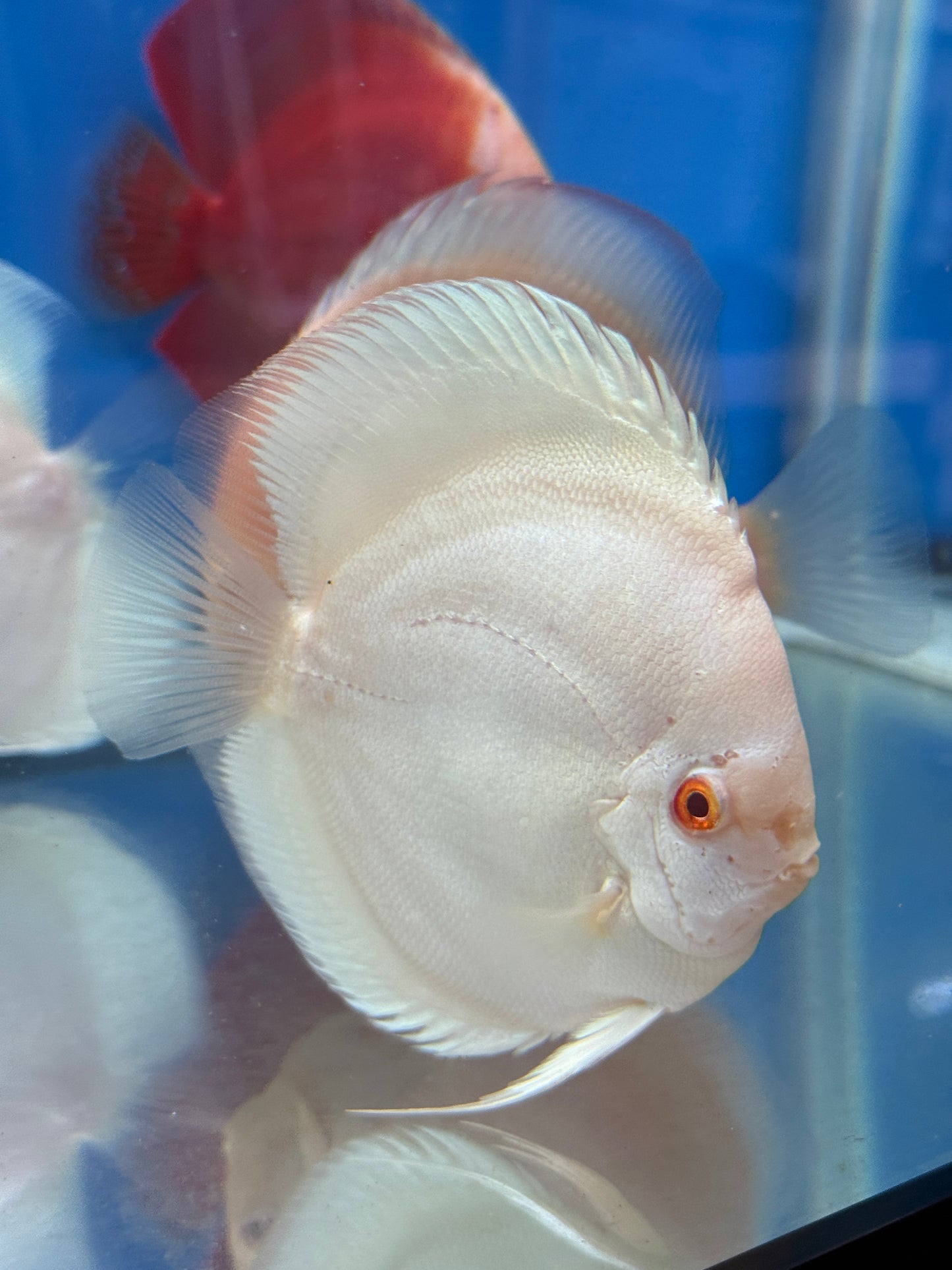 Albino Platinum