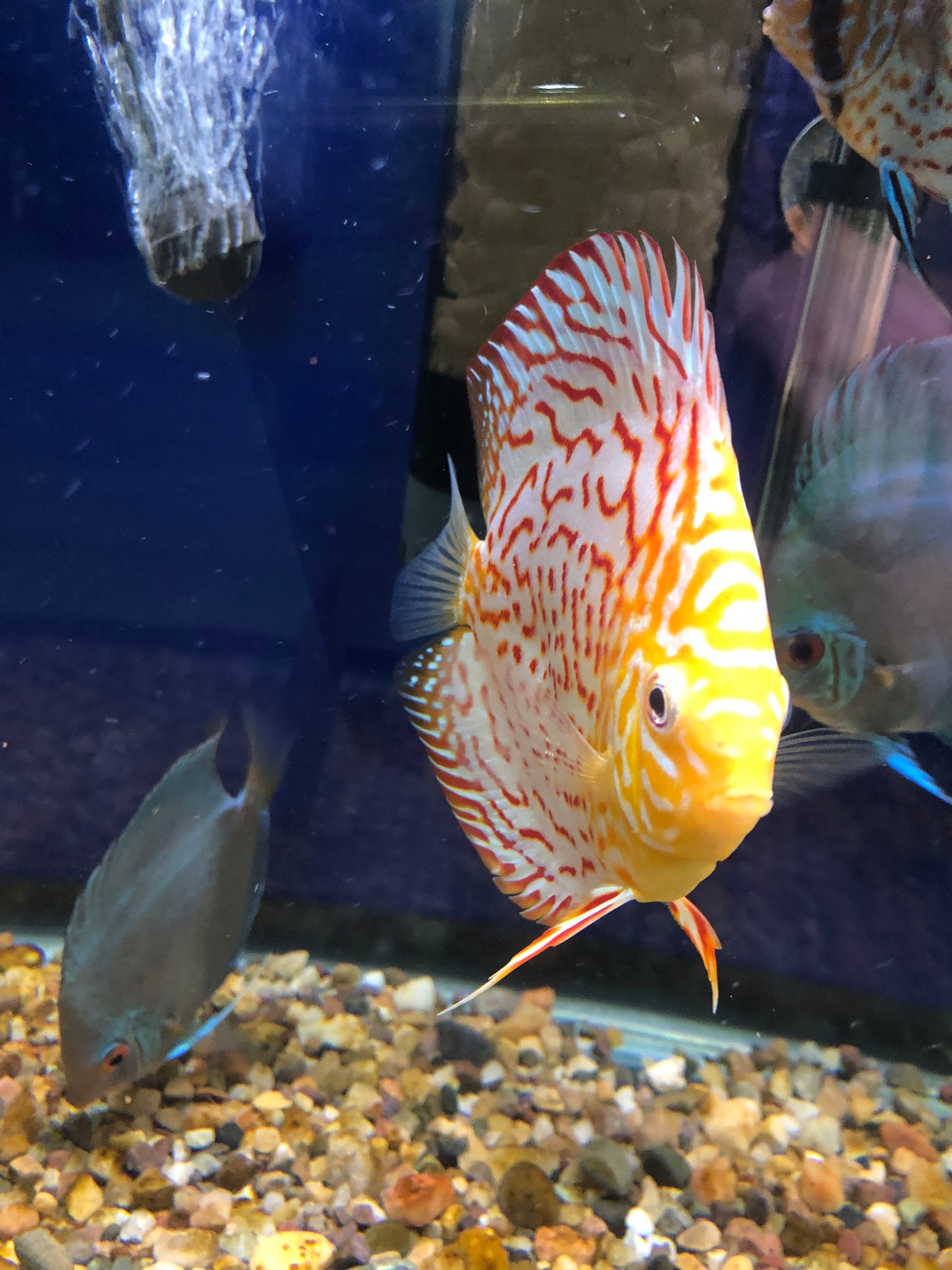 Albino Leopard Discus