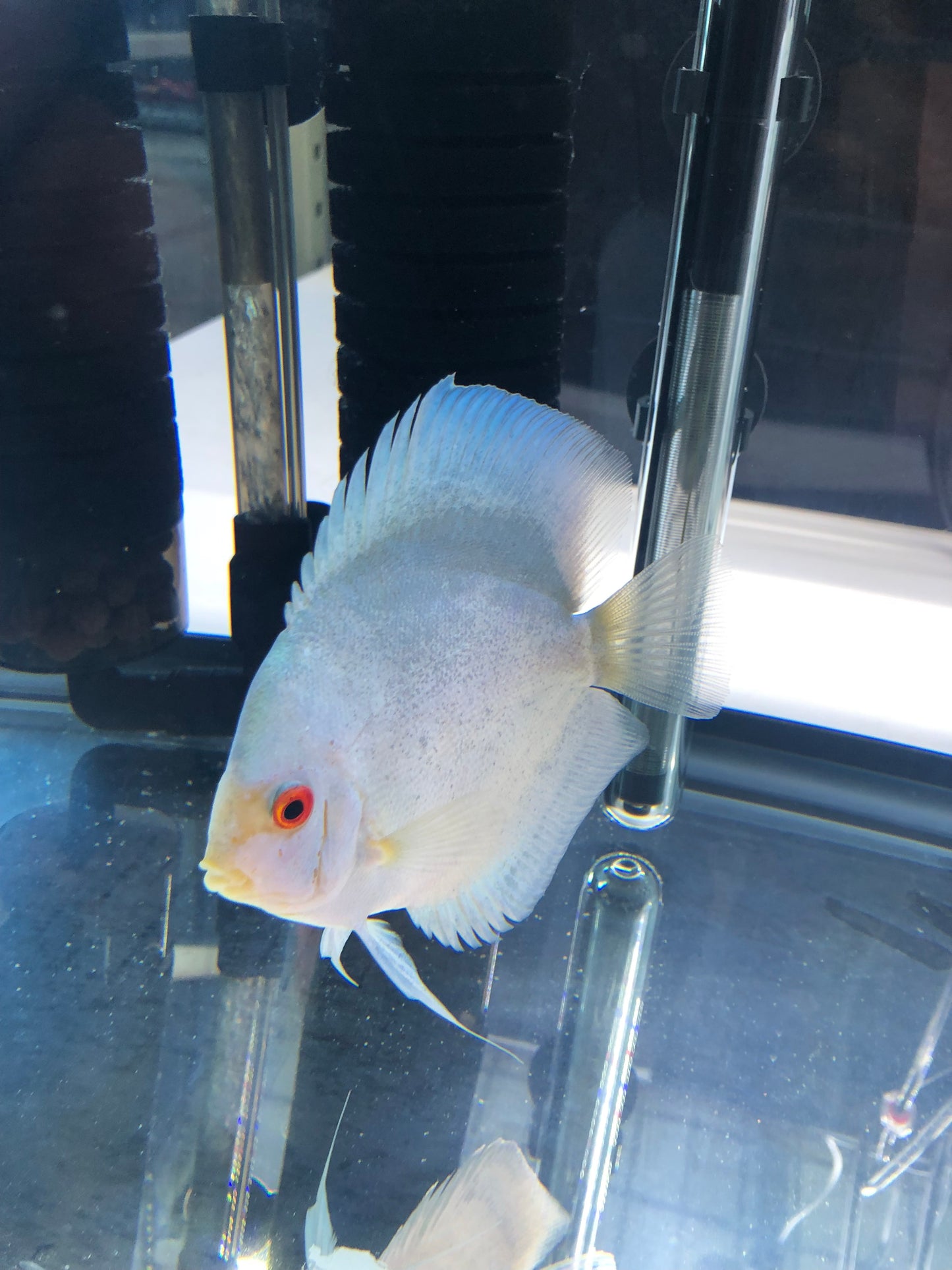 Mercury Discus