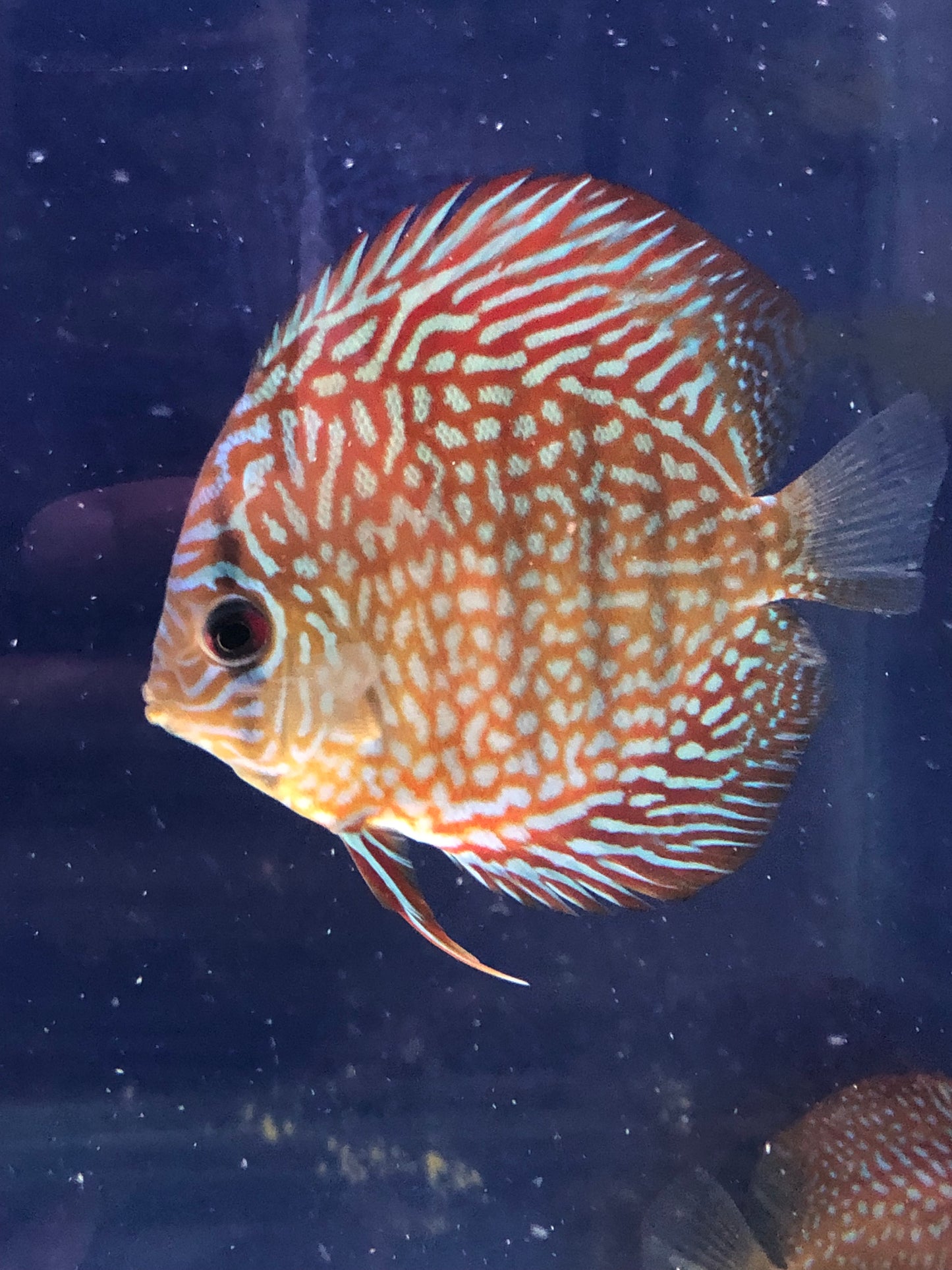 Maze Turquoise Discus