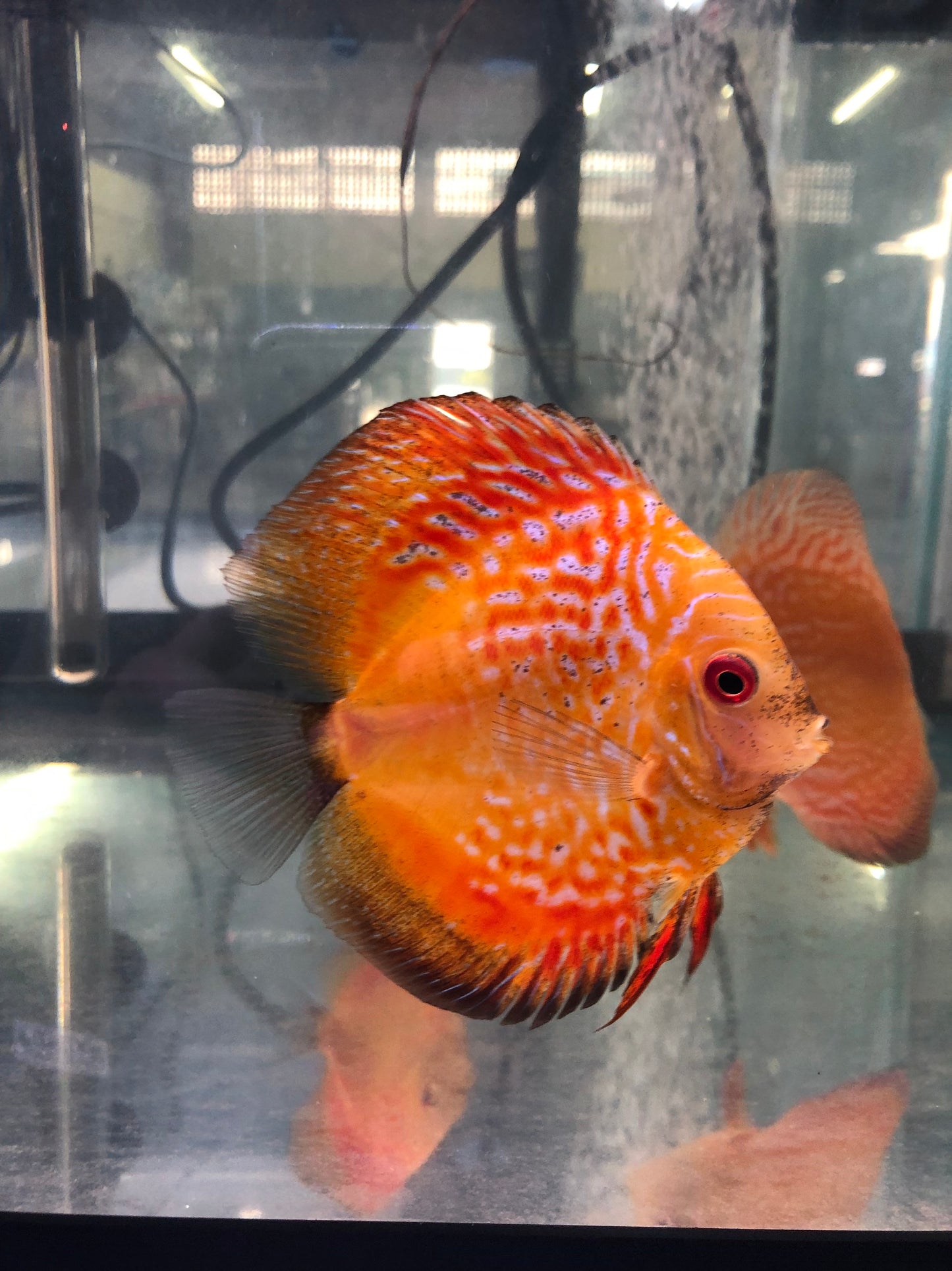 Red Yellow Snake Pigeon Discus