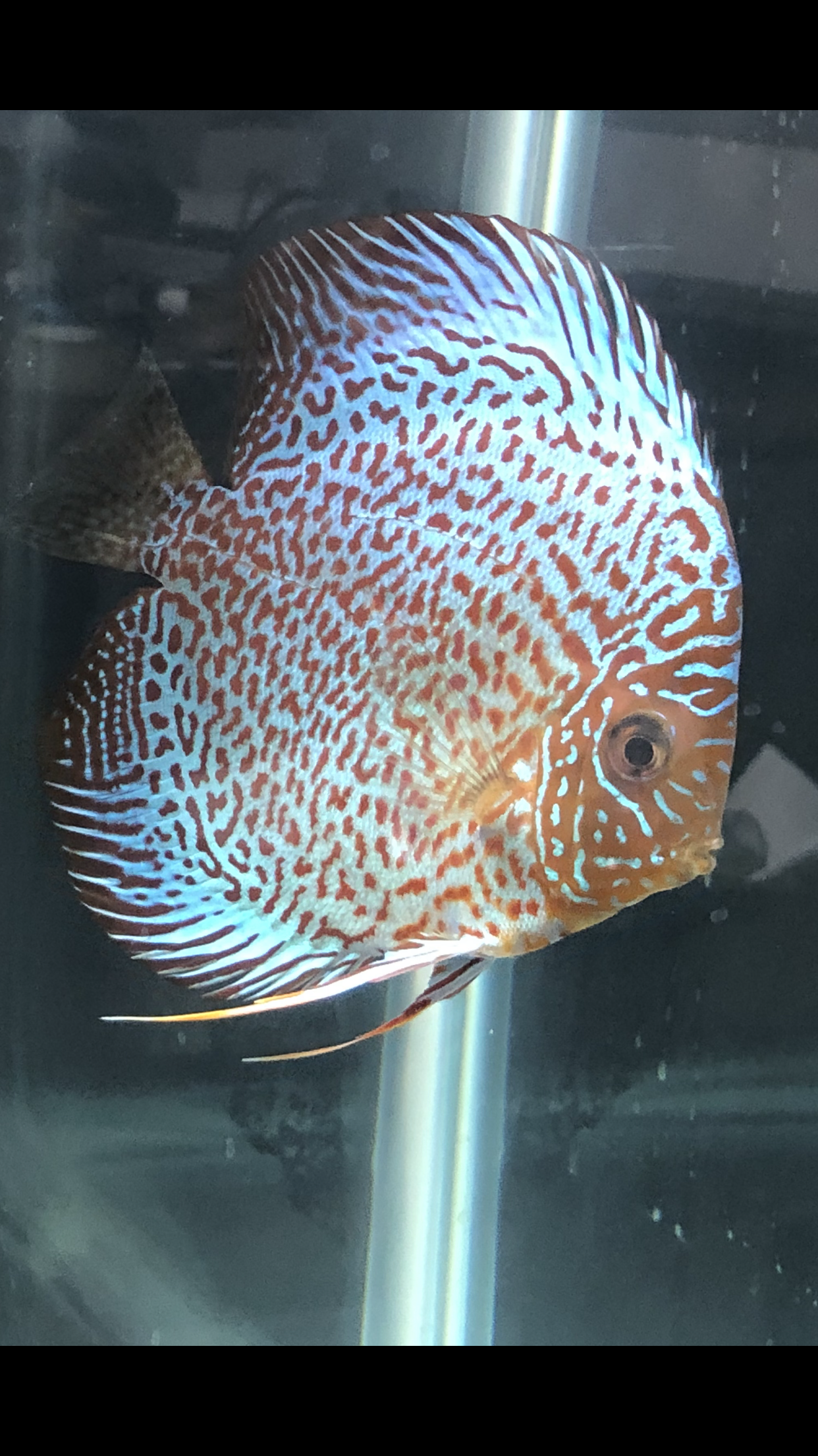 Classic Leopard Discus