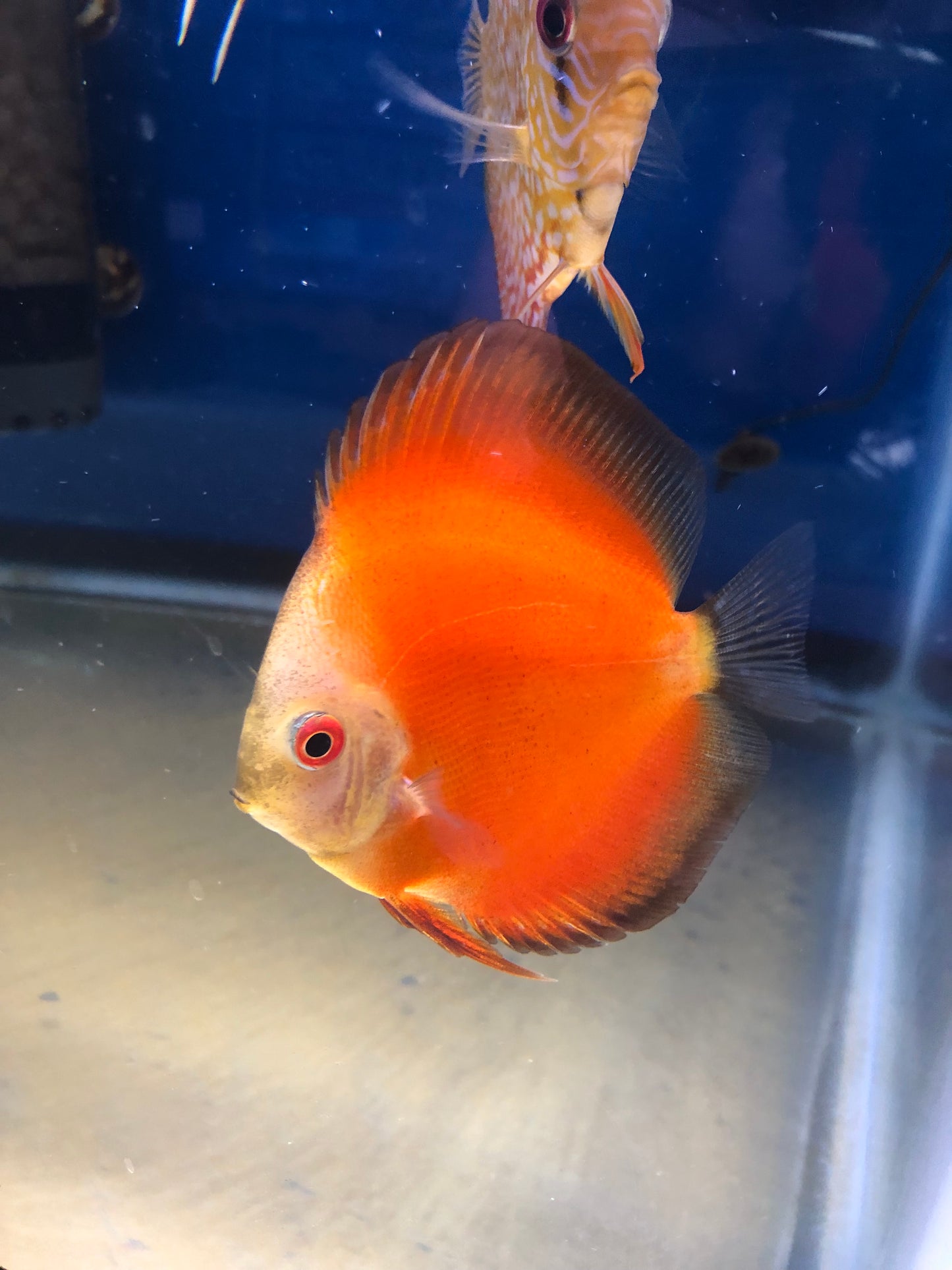 Melon (orange) Discus