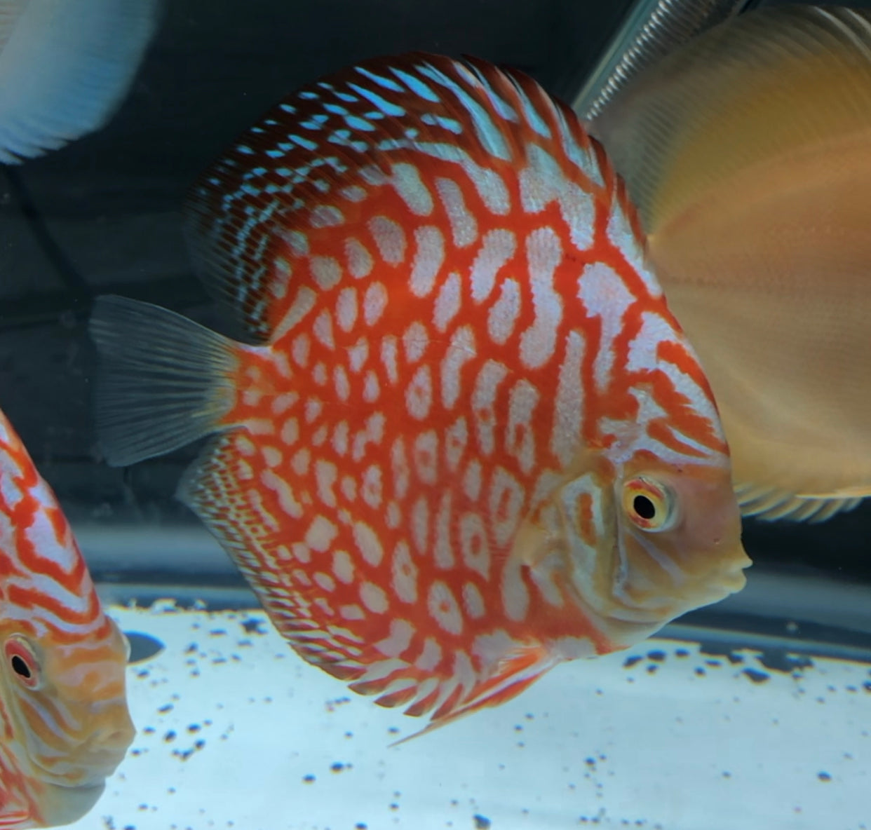 Pigeon Checkerboard "selected" Discus