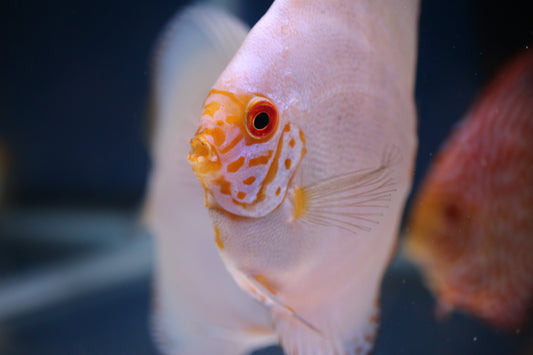 White Butterfly Discus