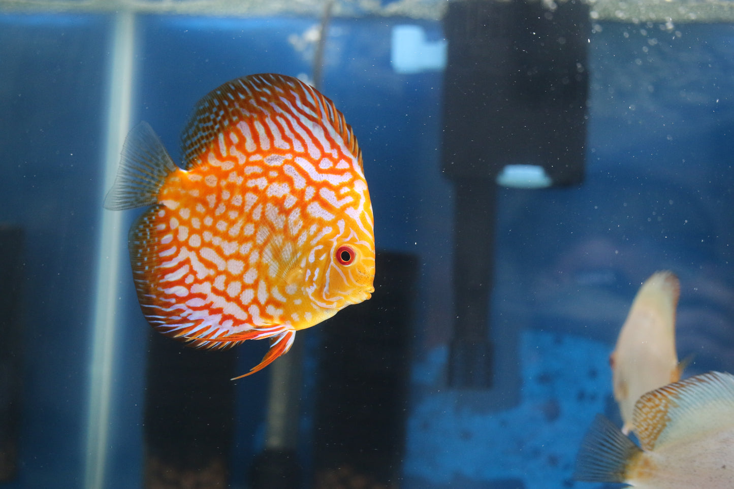 Pigeon "Red" Checkerboard Discus