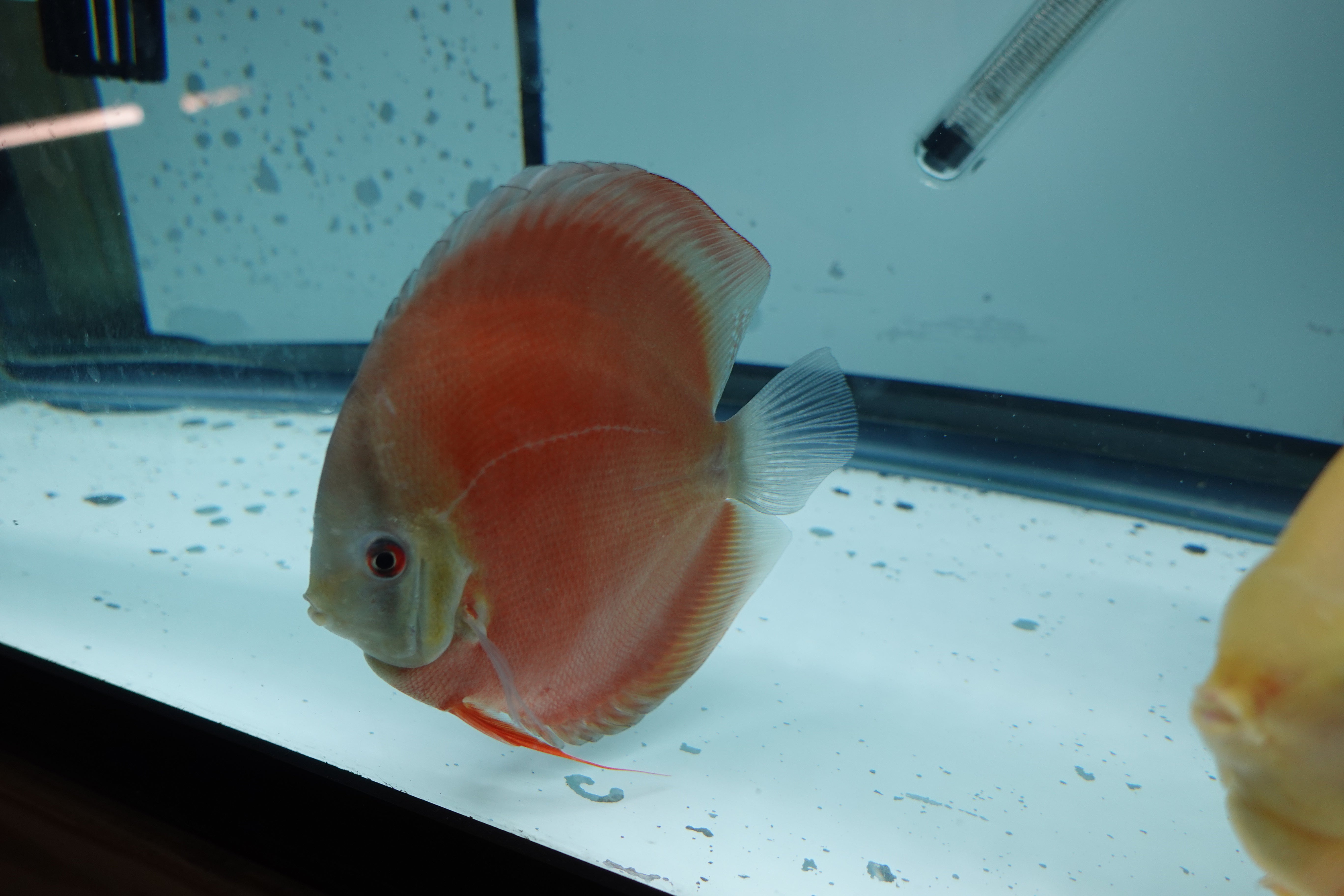 Red Cover Rims Discus Red Cover Discus – Danny Discus PR