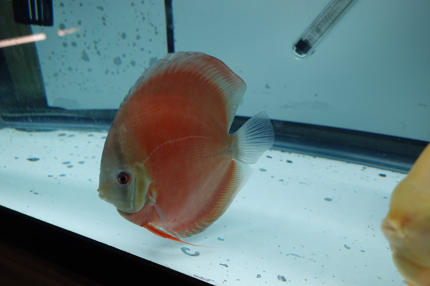Red Cover Discus