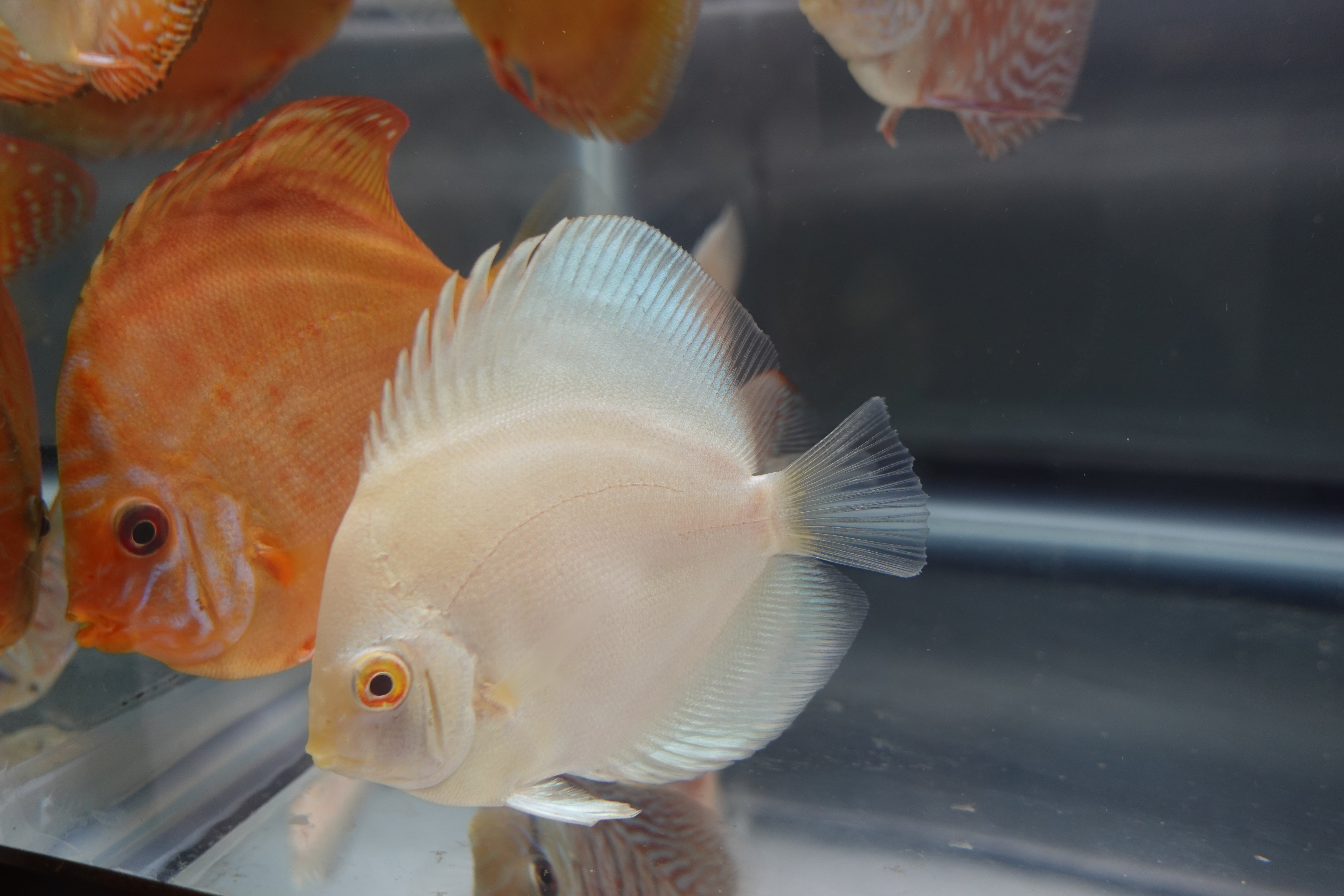 Albino Platinum (Blue Rim) Discus β Danny Discus PR