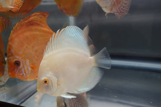 Albino Platinum (Blue Rim) Discus