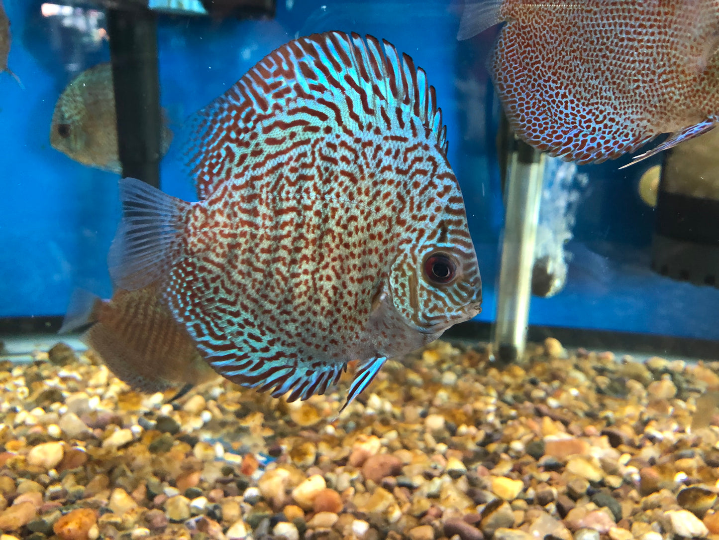 Viper King Discus