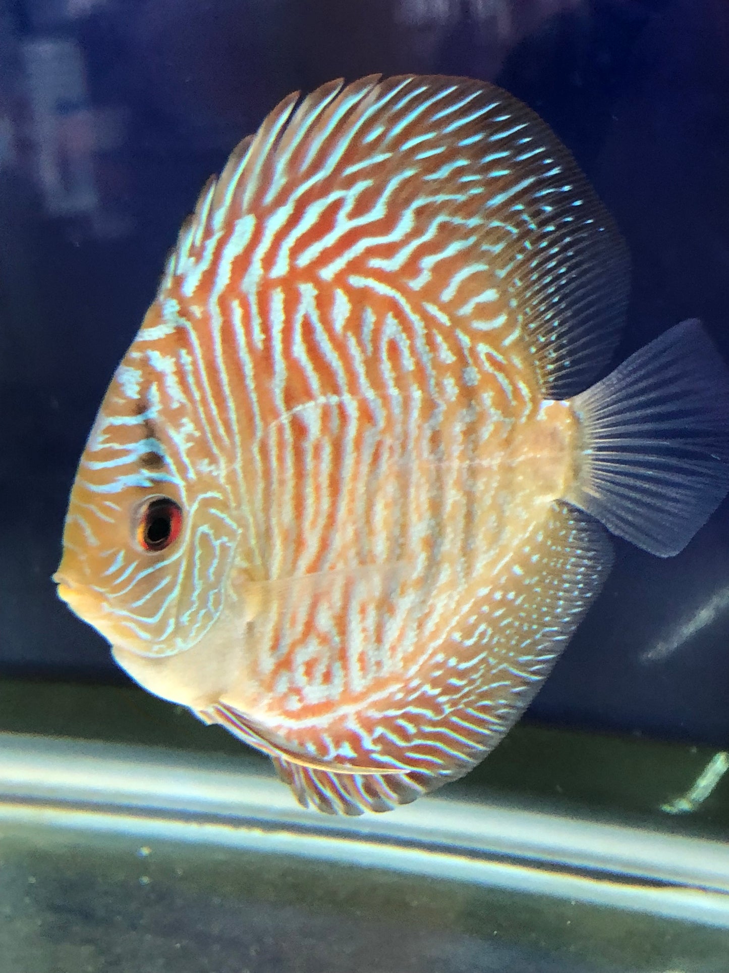 Tiger Turquiose Discus
