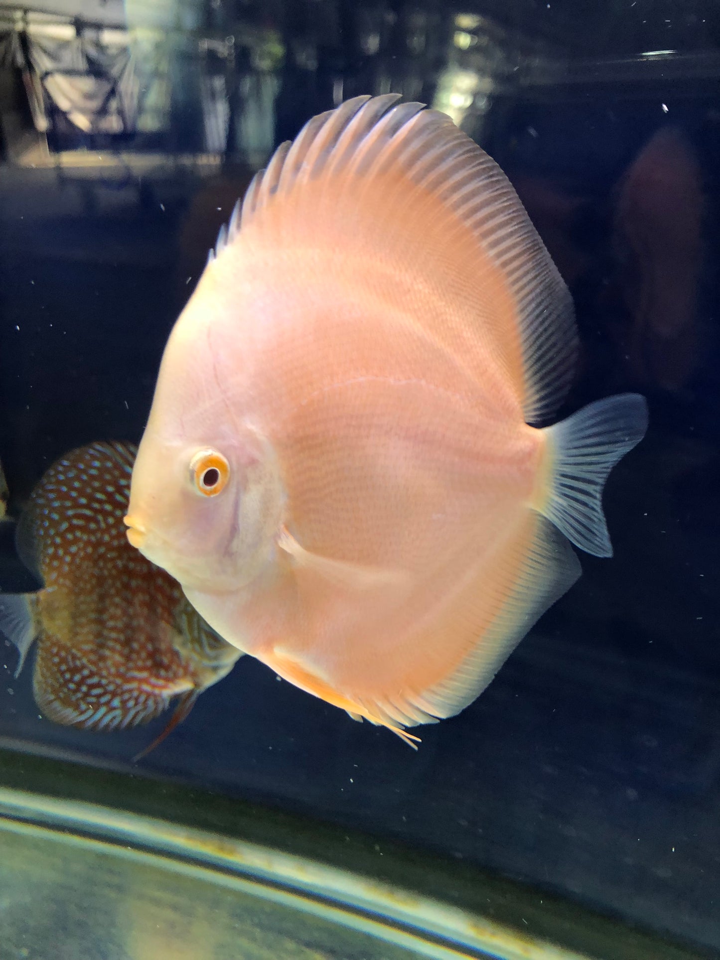 Pearl Albino Discus