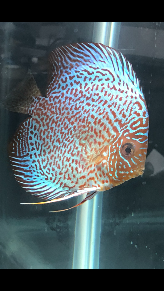 Classic Leopard Discus