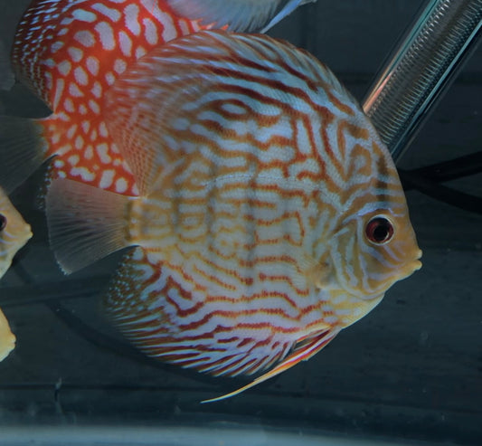 Altum Carnation Discus
