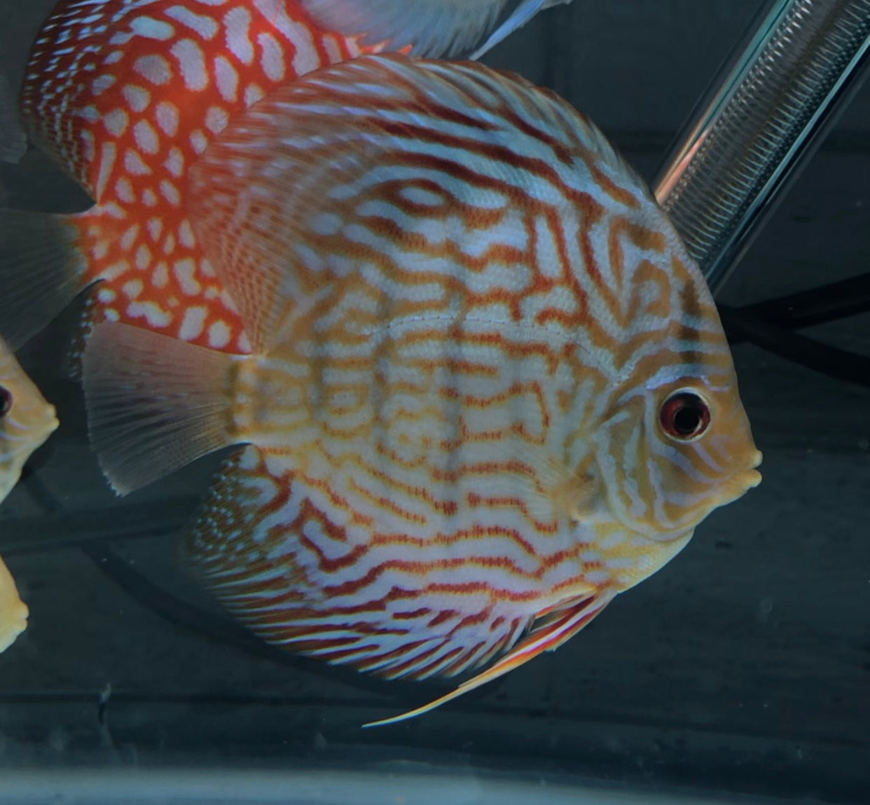 Altum Carnation Discus