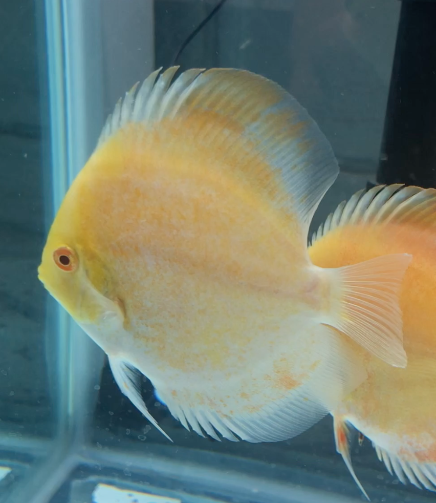 Calico (Yellow) Discus